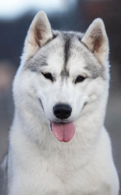 gainey glava 2 god2.jpg